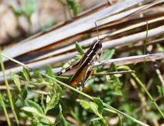 Macrotona australis