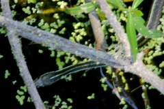Thamnophis saurita nitae image
