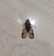 Dichoptera
