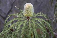 Banksia speciosa