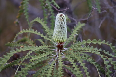 Banksia speciosa