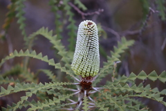 Banksia speciosa