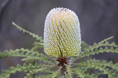 Banksia speciosa