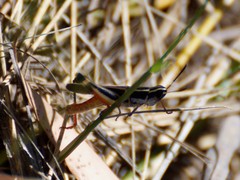 Macrotona australis