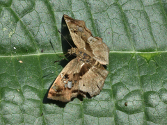 Quadrus lugubris