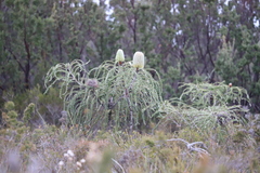 Banksia speciosa