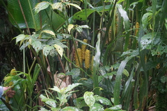 Calathea crotalifera image