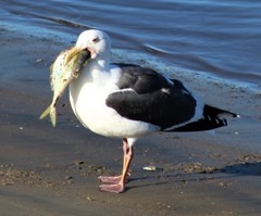 Chloroscombrus orqueta
