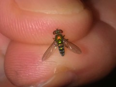 Condylostylus pruinosus