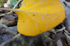 Rossmanomyces pyrolae