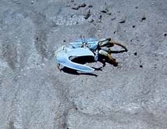 Uca monilifera