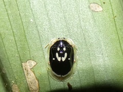 Aslamidium semicirculare