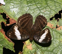 Adelpha ethelda eponina