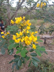 Senna racemosa