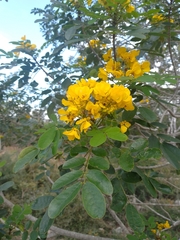 Senna racemosa