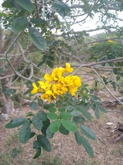 Senna racemosa