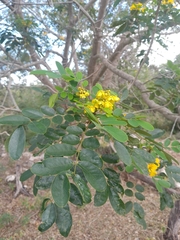 Senna racemosa