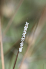 Chlorochroa opuntiae