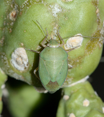 Chlorochroa opuntiae