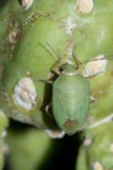 Chlorochroa opuntiae