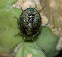 Chlorochroa opuntiae