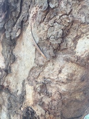 Cryptoblepharus virgatus