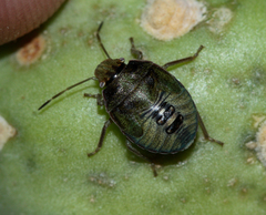Chlorochroa opuntiae