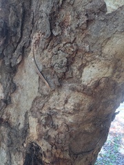 Cryptoblepharus virgatus