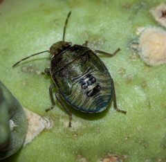 Chlorochroa opuntiae