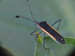 Plapigus circumcinctus