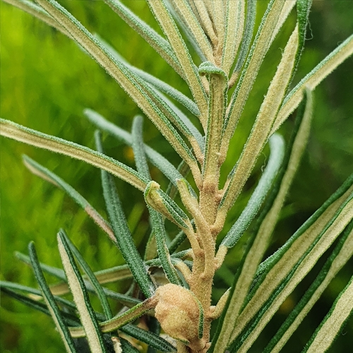 Astrotricha linearis (Astrotricha linearis)