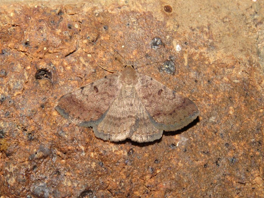 Plecoptera melanoscia