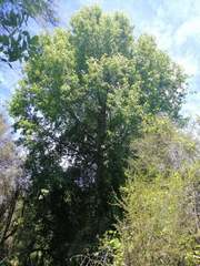 Plagianthus regius regius