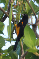 Icterus laudabilis