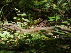 Holcosus leptophrys