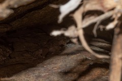 Phyllodactylus xanti