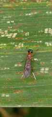 Ptecticus australis