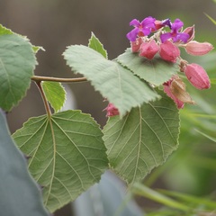 Physodium corymbosum