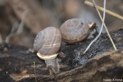 Micrarionta rufocincta