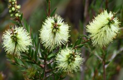 Melaleuca virens