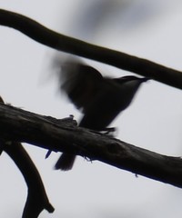 Melithreptus validirostris