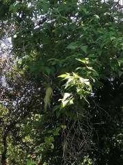 Plagianthus regius regius