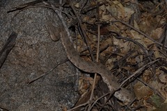 Crotalus mitchellii