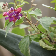 Physodium corymbosum