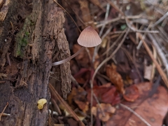 Mycena bulliformis
