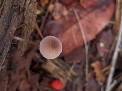 Mycena bulliformis