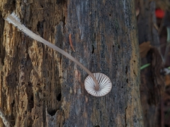 Mycena bulliformis