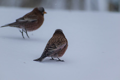 Leucosticte tephrocotis tephrocotis