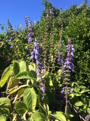 Coleus barbatus grandis