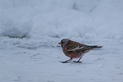 Leucosticte tephrocotis littoralis